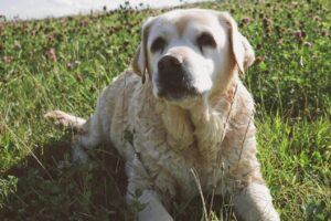 10 Reasons Why Labrador Retrievers are the Best Dogs in the World