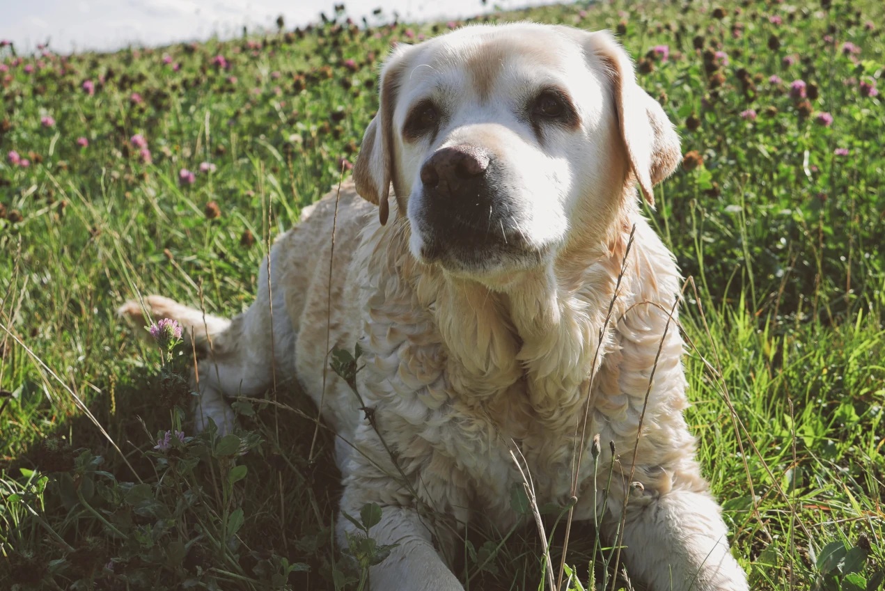 10 Reasons Why Labrador Retrievers are the Best Dogs in the World